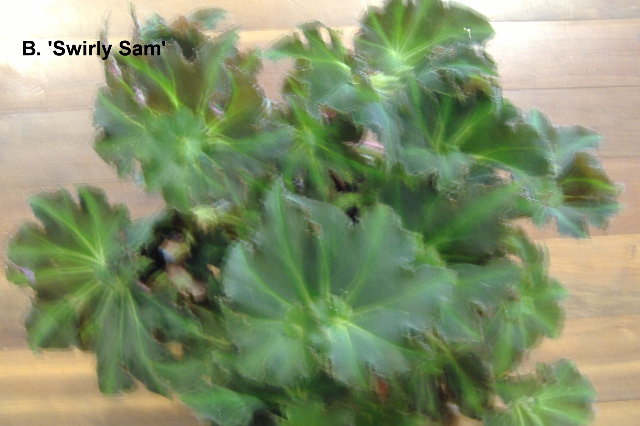 B. ‘Swirly Sam’